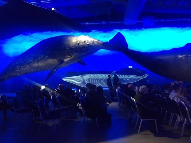 Whale watching on dry land