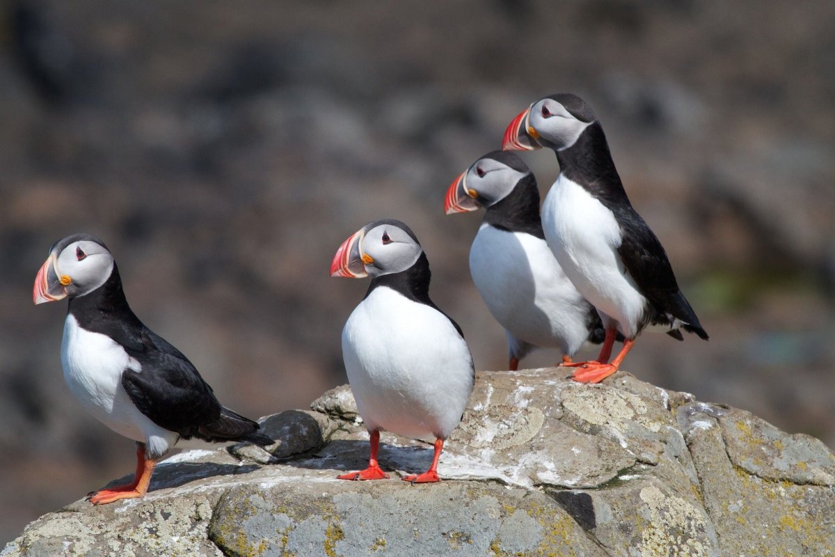 Puffins in Iceland: How, When and Where to See Them