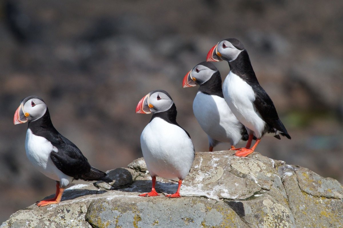 Puffin Tours in Iceland – Iceland Travel Collections